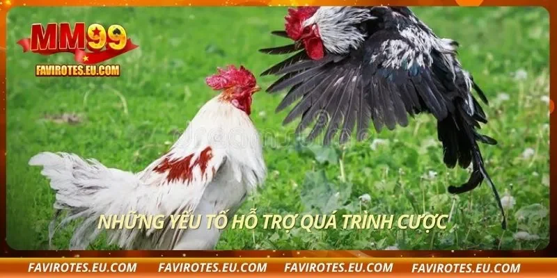 Những yếu tố hỗ trợ quá trình cược