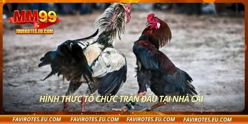 Hình thức tổ chức trận đấu tại nhà cái